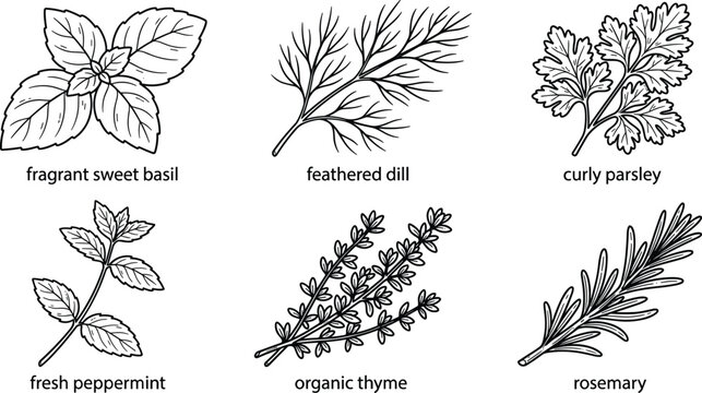 Hand drawn culinary herbs sketch collection featuring basil dill parsley peppermint thyme and aromatic rosemary sprigs vector illustration