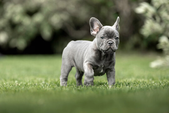 cute blue french bulldog puppy walking outdoors in summer