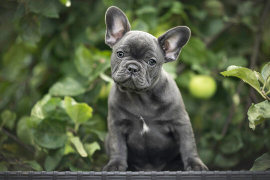 cute french bulldog puppy sitting outdoors in summer