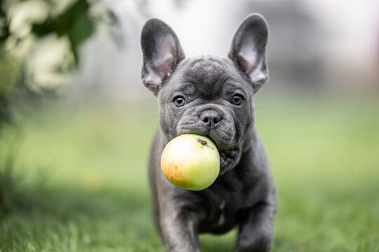  funny french bulldog puppy holding an apple in mouth outdoors in summer