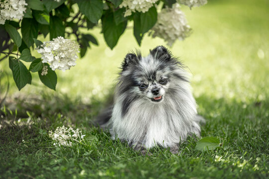 cute merle pomeranian spitz dog lying under a hydrangea bush in summer