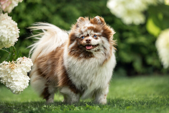happy brown merle spitz dog standing outdoors in summer