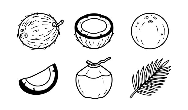 Coconut fruit line art vector set with whole half coconut and tropical leaves for packaging design