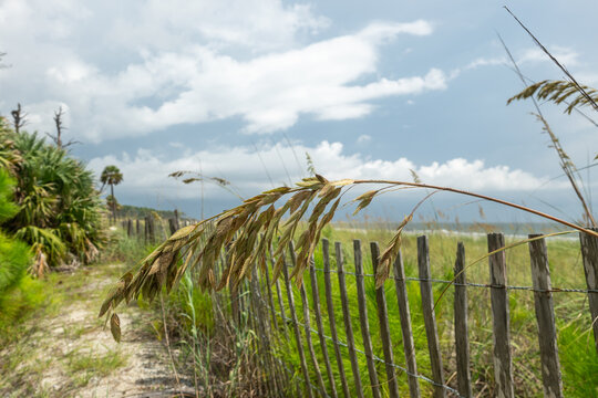 View of a grassy path next to a wooden fence under a cloudy sky in a natural area