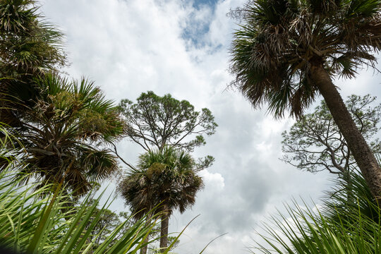 View of trees and sky in a forest with palm trees in the foreground during daytime