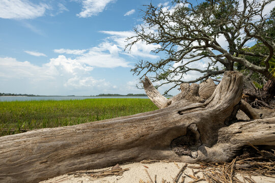 Tree branch lies on the sand near water with grass and sky in the background during day