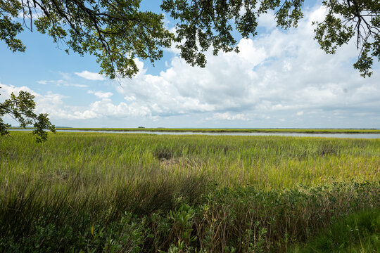 View of a wetland area with tall grass and water under a cloudy sky