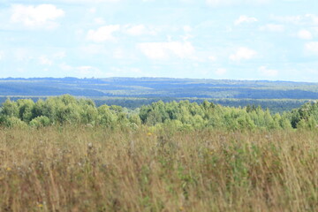 Fototapeta premium dry yellow grass in the fields and green forest of northeastern Europe on a sunny day in late summer