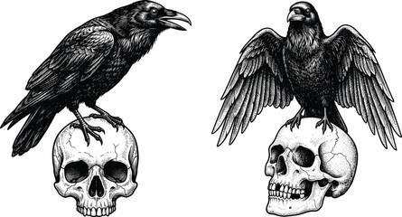 Obraz premium Gothic raven perched on human skull vector illustration set featuring realistic hand drawn woodcut engraving style black crows for halloween tattoo designs