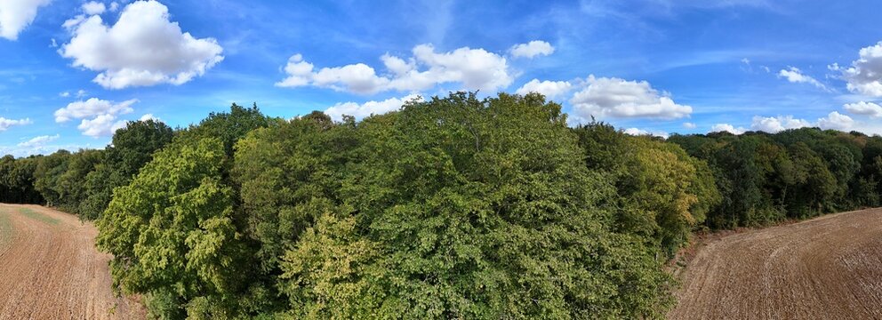 en ao&ucirc;t 2026, apr&egrave;s les canicules &agrave; r&eacute;p&eacute;tition et les fortes chaleurs de l'&eacute;t&eacute; en France, les for&ecirc;ts ont beaucoup souffert du manque de pluie et d'eau. La cime des arbres est brune. 