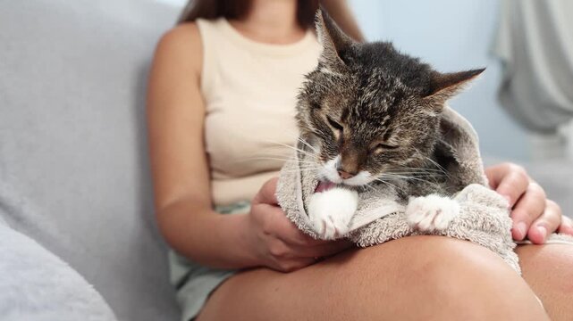 Former stray cat lies comfortably on new owners lap after bathing. Wrapped in towel the happy feline licks its paws while drying.