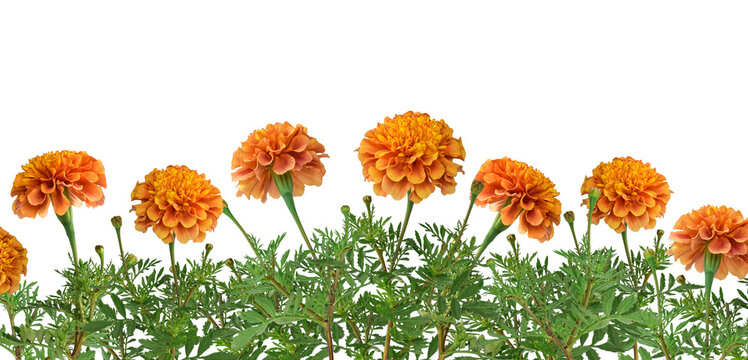 Panoramic view of orange marigold flower row with green leaf and stem isolated on transparent background forming decorative floral border