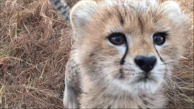 Adorable cheetah cub explores dry grassy savanna environment with curiosity