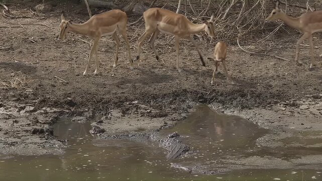 Antelope herd cautiously approaches muddy waterhole with crocodiles lurking