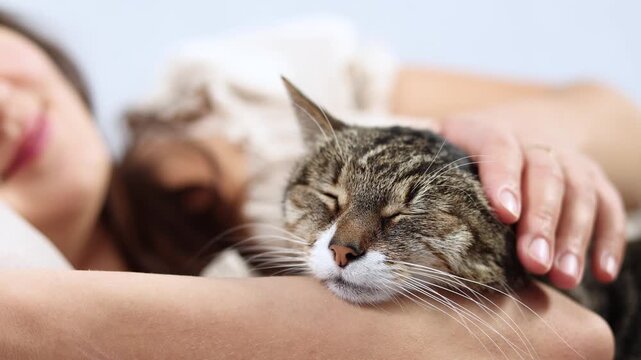 Sleepy tabby enjoys gentle head strokes while resting safely on owners arm. Quiet companionship creates a soothing moment of feline contentment.