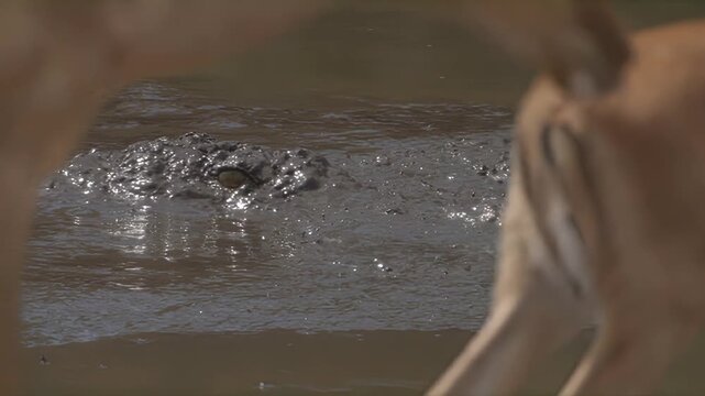 African wildlife drama: Crocodile ambushes antelope at muddy watering hole