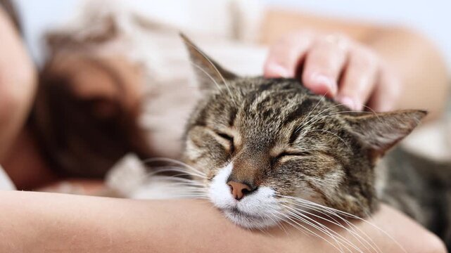 close up captures peaceful tabby resting with eyes closed. Soft fingers caress its head as feline enjoys warmth affection and serenity.