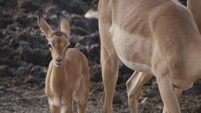 Herd of impalas grazing and interacting in their natural African habitat