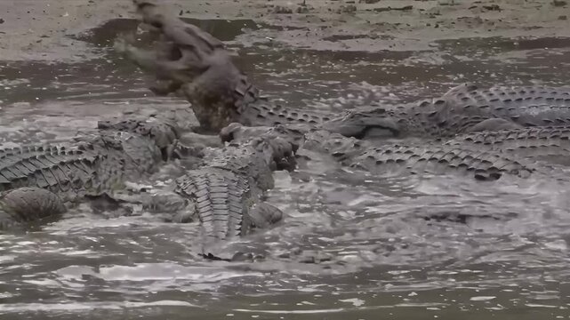 A large group of crocodiles thrashing and moving in muddy water