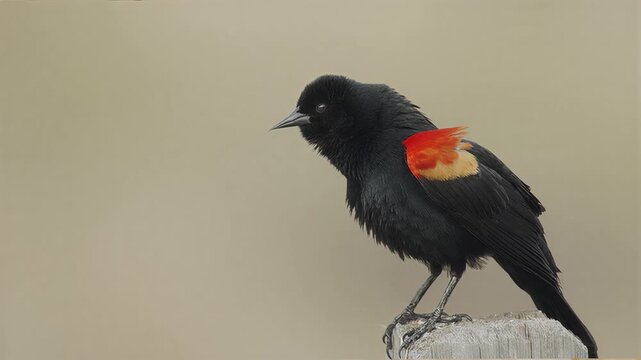 Close-up of a blackbird with striking red shoulder patches perched on a wooden post