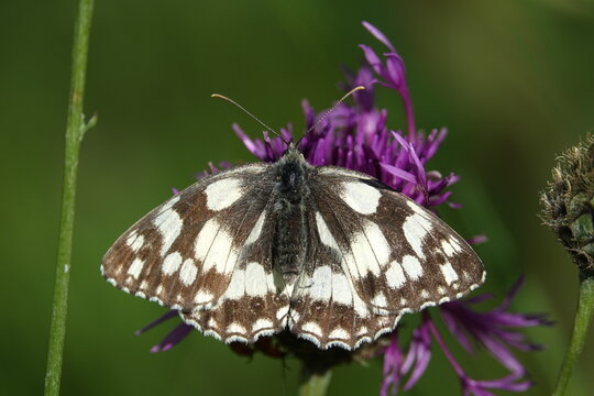 the marbled white butterfly (Melanargia galathea)