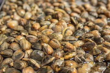 Fresh uncooked vongole clams. Seafood dish spaghetti vongole for sale on Italian market © Nadezda Ledyaeva