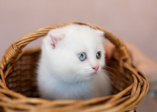 British Shorthair Colourpoint Kitten in Basket