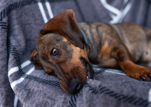dachshund lies in the bed. white cotton blanket, space for text