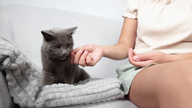 Interested British cat watches owner prepare a tasty meat treat. Woman offers the food while attentive feline waits eagerly beside her on sofa.