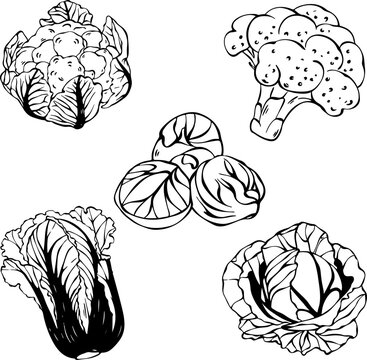 Cabbage and broccoli vegetables set for healthy food market sketch line art Vector illustration