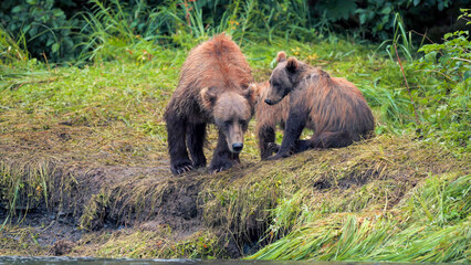 Kodiak Brown Bear cubs peering at river edge from grassy bank © Banu