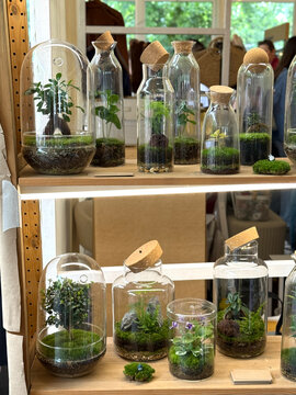Terrariums with assorted plants on wooden shelves in a bright room, ideal for nature backgrounds