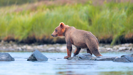 Kodiak Brown Bear cub standing on river rocks, Alaska © Banu