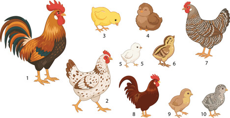 Heritage chicken vector illustration set featuring different breeds of roosters hens and diverse multi colored baby chicks on farm © MstLaky