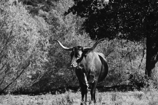 Texas Longhorn standing under a tree in a pasture in black and white