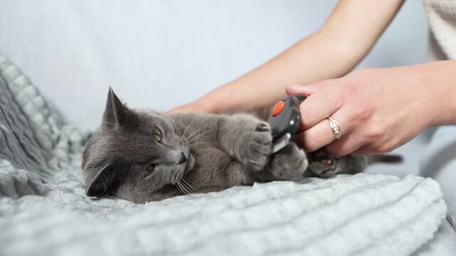 Grey British Shorthair resists Furminator brushing on bed and gently bites tool and owner hand. Slow motion shows challenging grooming session.