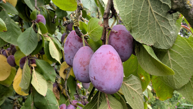 Ripe purple plums growing on a tree branch. 