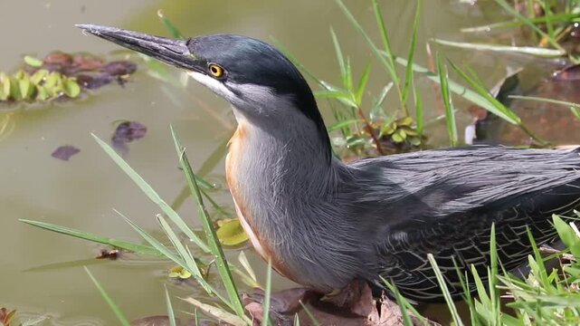 Striated Heron Resting on the Lakeshore. 