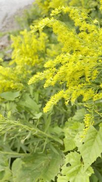 bees on goldenrod near a shoreline