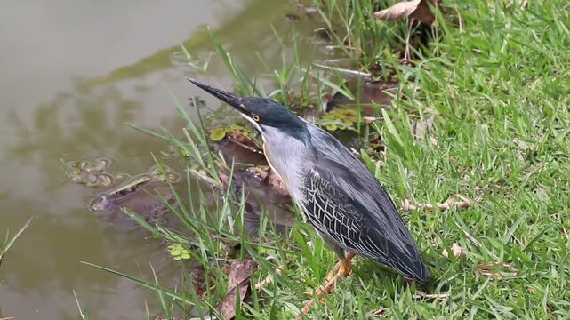 Striated Heron Resting on the Lakeshore.	
