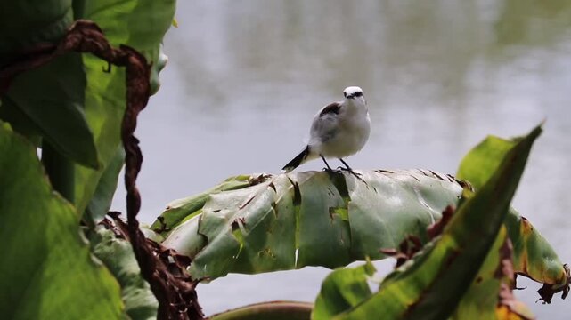 White monjita in its natural habitat.