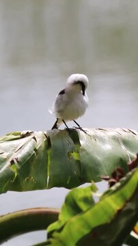 White monjita in its natural habitat.