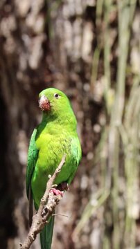 Plain Parakeet Resting on Tree Branch.	