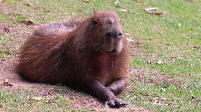 A beautiful capybara resting on the grass.	