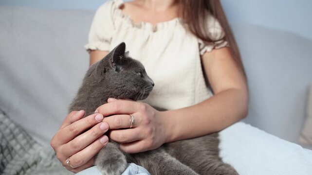 Young British Shorthair relaxes on owner lap while woman gently massages its chest. Cat enjoys soothing touch and shows complete comfort during slow motion.
