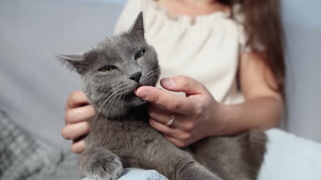closeup shows affectionate British Shorthair licking woman finger. Tender animal gesture expresses gratitude trust and strong emotional attachment to owner.
