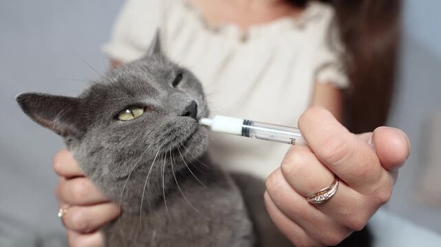 closeup shows British Shorthair eagerly licking medicinal suspension from syringe. Static slow motion captures focused feeding and gentle care.