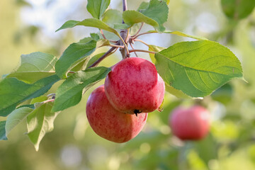 The cultivated apple (Malus domestica) is one of the most common fruit trees in the world. There are thousands of apple varieties, differing in color, acidity, size, and shape. © Aila Ruoho