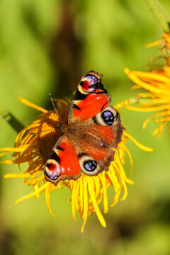 A peacock butterfly (Aglais io) enjoys flower nectar on a beautiful summer day. The base color is a rusty red, with distinctive, black, blue and yellow eyespot. The underside is mimicking a dead leaf.