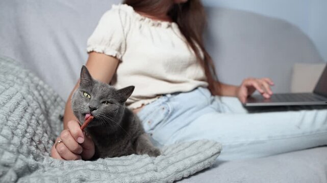 Woman works on laptop while feeding British Shorthair cat sausage to keep it occupied. Slow motion shows challenge of remote work with pets at home.